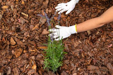 The plowed garden in front of the fence by the house, covered with black agrofibre, the woman is spreading the bark with her hands.