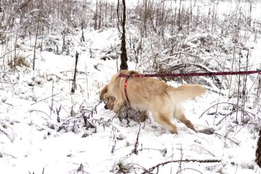 Genç Golden Retriever kışın ormanda yürürken tasmasını askılarda tutardı..