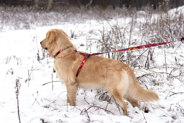 Genç Golden Retriever kışın ormanda yürürken tasmasını askılarda tutardı..