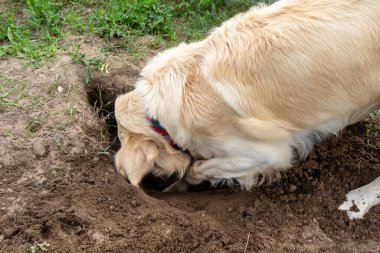 Genç bir golden retriever bahçedeki çimlerde büyük bir çukur kazıyor..
