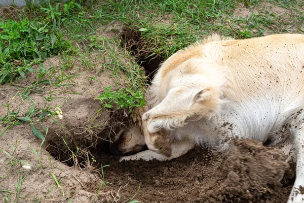 Young Golden Retriever Digging Big Hole Grass Garden — Stock Photo, Image