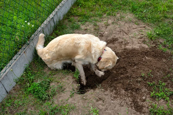一只年轻的金毛猎犬正在花园里的草地上挖一个大洞 — 图库照片