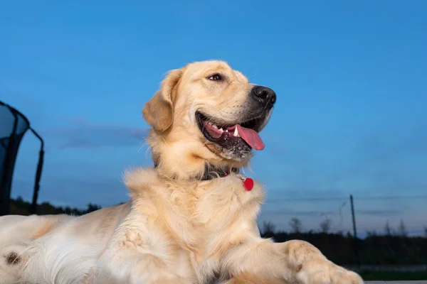 stock image Portrait of a young male Golden Retriever lying on the back terrace.