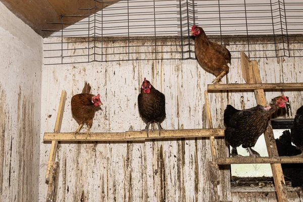 Tavuklar Ahşap Bir Merdivenin Üzerinde Kirli Duvarları Olan Bir Tavuk — Stok fotoğraf