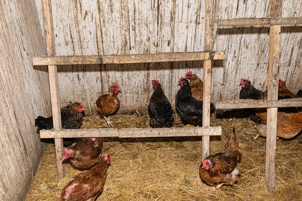 Tavuklar Ahşap Bir Merdivenin Altında Kirli Duvarları Olan Bir Tavuk — Stok fotoğraf