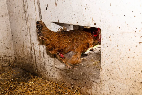 Tavuklar Kümesten Beton Duvardaki Bir Delikten Çıkıyor — Stok fotoğraf