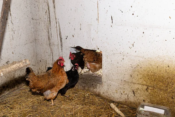 Tavuklar Kümesten Beton Duvardaki Bir Delikten Çıkıyor — Stok fotoğraf