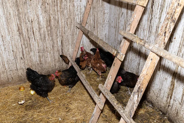 Tavuklar Ahşap Bir Merdivenin Altında Kirli Duvarları Olan Bir Tavuk — Stok fotoğraf