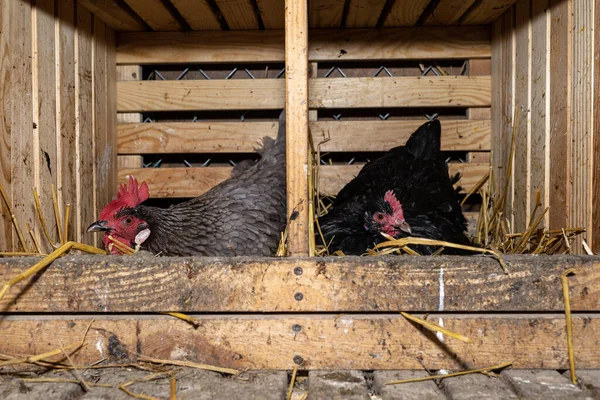 Tavuklar Samanla Kaplı Ahşap Bir Kalem Içinde Kuluçka Yumurtaları Görünür — Stok fotoğraf