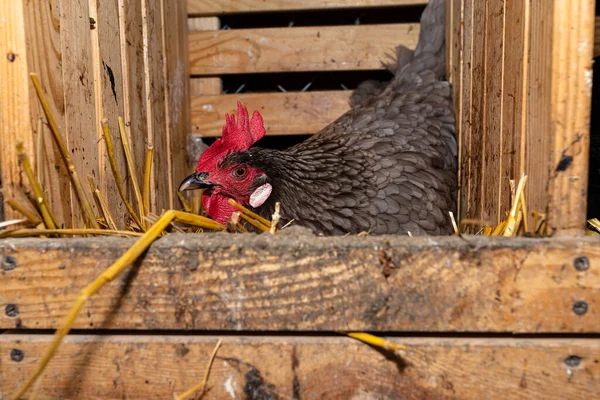 Tavuklar Samanla Kaplı Ahşap Bir Kalemde Kuluçka Yumurtaları Görülebilir Bir — Stok fotoğraf