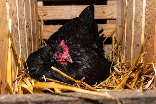 Tavuklar Samanla Kaplı Ahşap Bir Kalemde Kuluçka Yumurtaları Görülebilir Bir — Stok fotoğraf