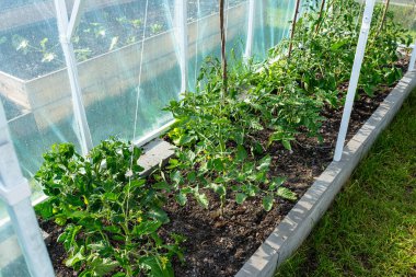 Evin arkasındaki çimlerin üzerinde duran folyodan yapılmış arka bahçe serası görülebilir genç domates çalıları..