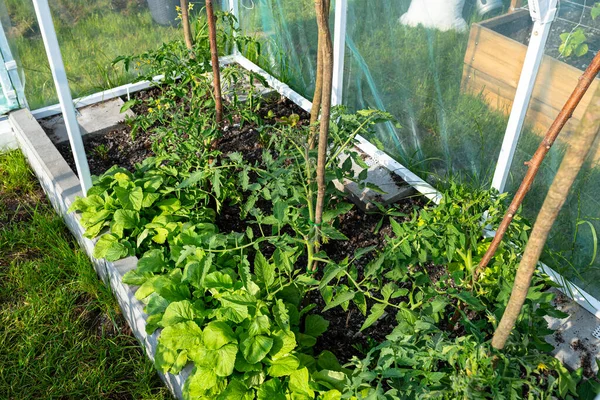 家の裏の草の上に立つ箔で作られた裏庭の温室 目に見える若いトマトの茂みと大根 — ストック写真