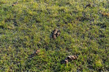 Bahçedeki yeşil çimlerin üzerinde donmuş köpek kakası, çimlerin üzerinde görünen don..