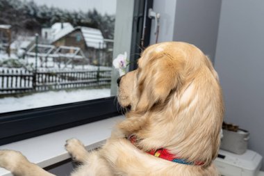 Pencerenin dışında kar görünen bir odanın pencere eşiğinde genç bir golden retriever duruyor..