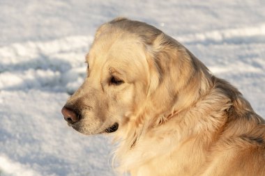 Genç bir Golden Retriever bahçede karda duruyor, mesafeye bakıyor..