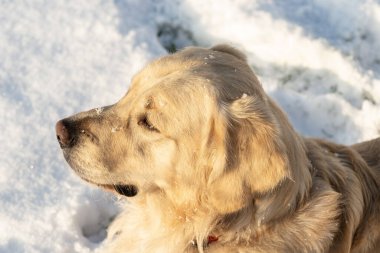 Genç bir Golden Retriever bahçede karda duruyor, mesafeye bakıyor..