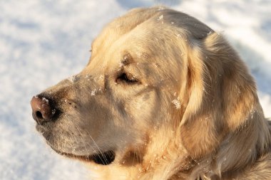 Genç bir Golden Retriever bahçede karda duruyor, mesafeye bakıyor..