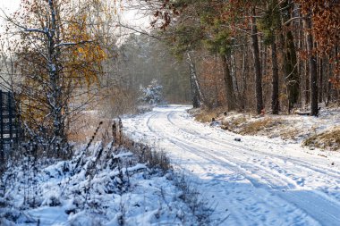 Orta Polonya 'da soğuk bir günde çam ağacı ve söğüt ağacı karla kaplı, tekerlek izleri görülüyor..