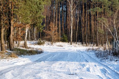 Orta Polonya 'da soğuk bir günde çam ağacı ve söğüt ağacı karla kaplı, tekerlek izleri görülüyor..