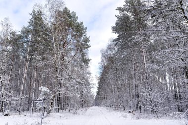 Orta Polonya 'da soğuk bir günde çam ağacı ve söğüt ağacı karla kaplı, tekerlek izleri görülüyor..