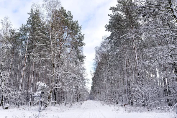 Orta Polonya 'da soğuk bir günde çam ağacı ve söğüt ağacı karla kaplı, tekerlek izleri görülüyor..