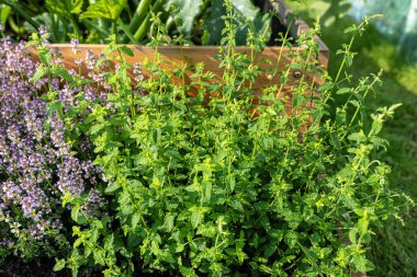 Bahçedeki çimlerin üzerinde duran çeşitli sebzelerle dolu ahşap bir sandık..