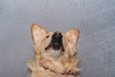 Genç bir Golden Retriever erkeği evdeki oturma odasında sırtüstü uzanmış oyun oynamaya can atıyor..