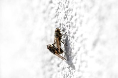 Two houseflies copulating on the white facade of a house, macro shot. clipart