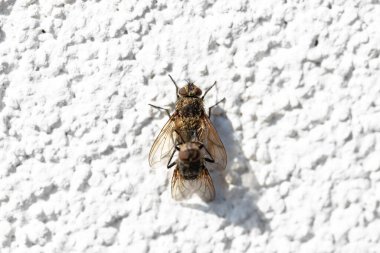 Bir evin beyaz cephesinde çiftleşen iki sinek, makro çekim..