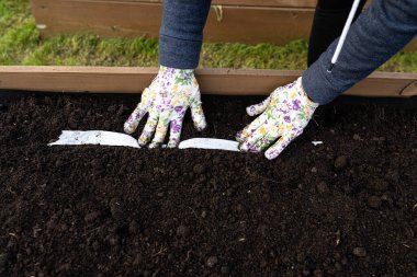 Sowing seeds on a belt in a wooden box lined with agrotextile from the inside and filled with soil and peat, womans hands visible. clipart