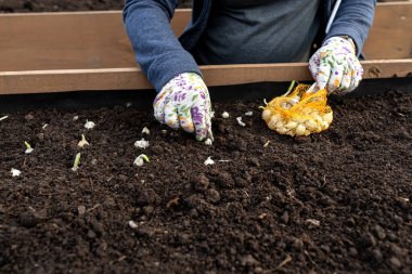Bir kadın toprak ve turba dolu tahta kutulara küçük soğanlar yerleştiriyor..