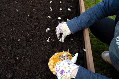 A woman plants small onions into wooden boxes filled with soil and peat. clipart