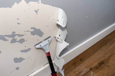 Removing silicone paint from a wall damaged by dog claws using a paint and adhesives scraper. clipart