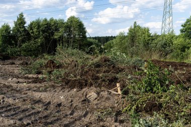 Bataklıklardan, düşen çalılardan ve görünen ağaçlardan turba çıkarıyorum..