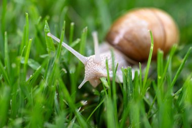 Bahçede kırmızı bir salyangoz, çimen yiyor, yakın çekim..