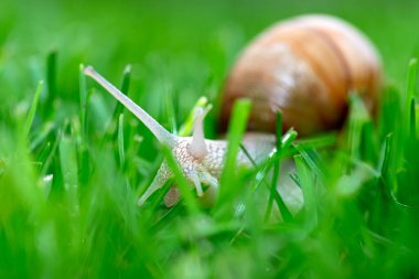 Bahçede kırmızı bir salyangoz, çimen yiyor, yakın çekim..