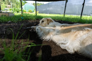 Genç bir Golden Retriever trambolin için çimde kazılmış bir çukurda yatıyor..