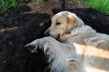 Genç bir Golden Retriever trambolin için çimde kazılmış bir çukurda yatıyor..
