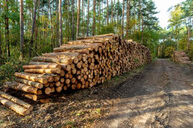 Bir sonbahar günü, ormandaki toprak bir yolda, yığının içinde yatan kütükler..