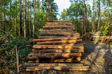 Bir sonbahar günü, ormandaki toprak bir yolda, yığının içinde yatan kütükler..