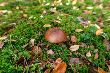 The brown bay bolete grows in its natural environment, in the forest litter. clipart