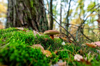 Kahverengi körfez Bolete doğal ortamında, orman çöplüğünde yetişir..