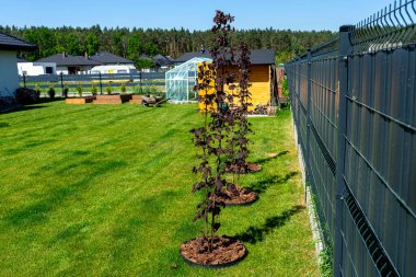 Ağaç kabuğundaki bahçeye küçük sütun akçaağaç ağaçları dikildi..