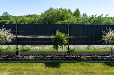 Hakuro ve Iwa söğütleri çit boyunca çam ağacının kabuğunda yetişiyor..