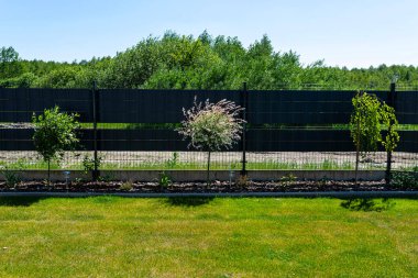 Hakuro ve Iwa söğütleri çit boyunca çam ağacının kabuğunda yetişiyor..