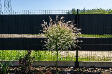 Hakuro söğütleri çit boyunca çam ağacının kabuğunda büyüyor..