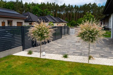 Küçük taşlar ve garaj yolu arasında modern bir arazide yetişen bir hakuro söğüdü..