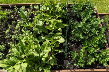 Bahçedeki çimlerin üzerinde duran çeşitli sebzelerle dolu ahşap bir sandık..