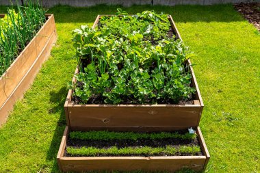 Bahçedeki çimlerin üzerinde duran çeşitli sebzelerle dolu ahşap bir sandık..